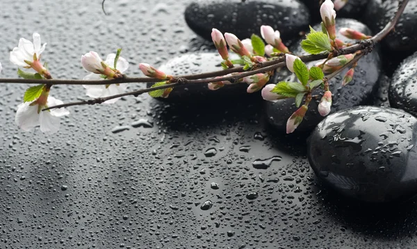 Natte zen spa stenen en sakura bloesem — Stockfoto