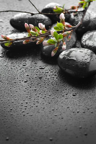 Pedras de Spa Zen molhadas e flor de primavera — Fotografia de Stock