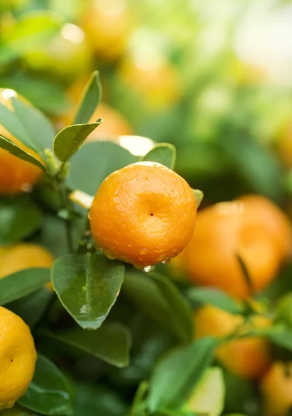 Rostoucí zralé mandarinka — Stock fotografie