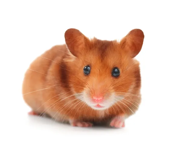 Niedlichen Hamster isoliert auf weiß — Stockfoto