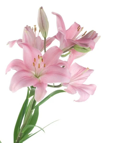 Beautiful Lily Over White — Stock Photo, Image