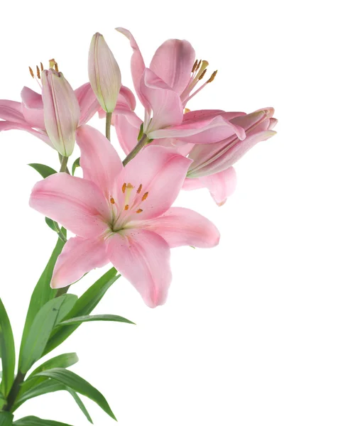 Beautiful Pink Lily Isolated On White — Stock Photo, Image