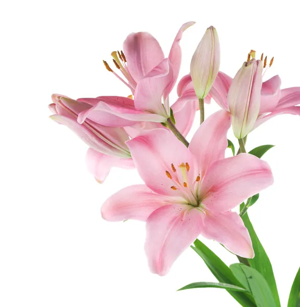 Mooie roze lily geïsoleerd op wit — Stockfoto