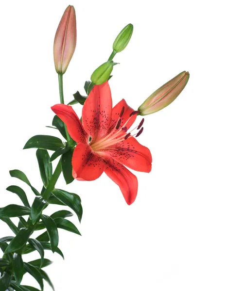 Красива Червона квітка лілії шпалерами білого кольору — стокове фото