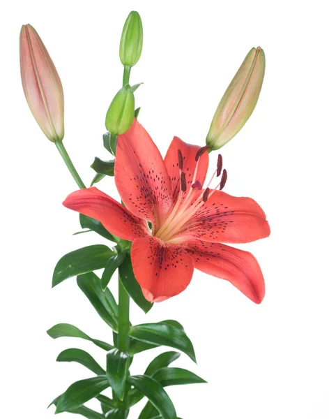 Linda flor de lírio vermelho sobre branco — Fotografia de Stock