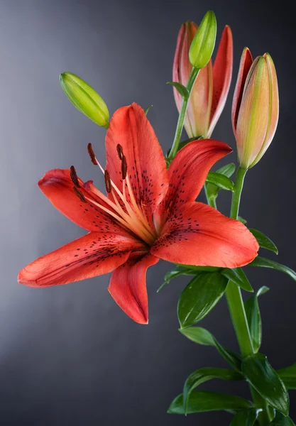 Linda flor de lírio vermelho sobre preto — Fotografia de Stock