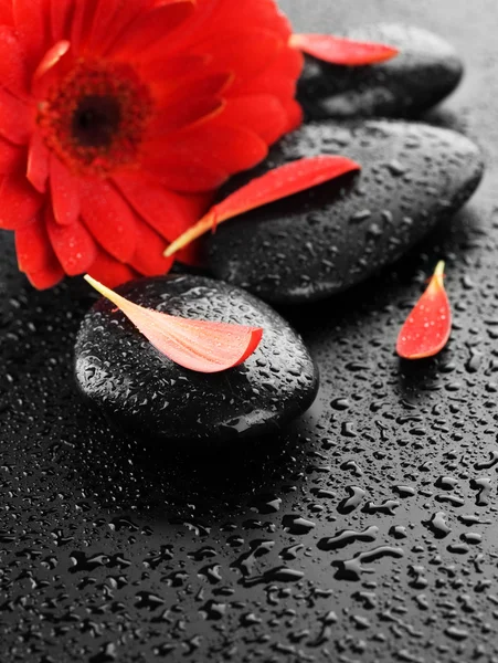 Piedras de spa húmedas y flor roja —  Fotos de Stock