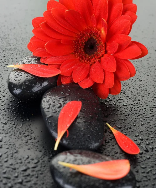 Zen Kaplıcaları Islak Taşlar ve Kırmızı Çiçek — Stok fotoğraf