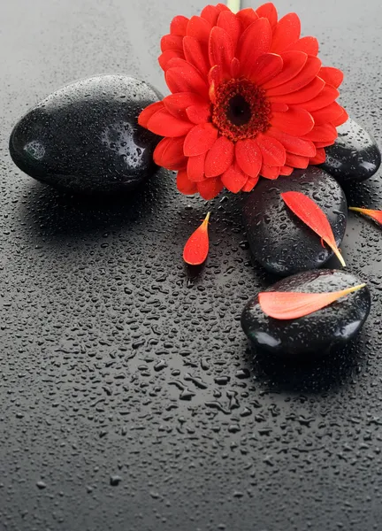 Zen Spa Wet Stones And Red Flower — Stock Photo, Image