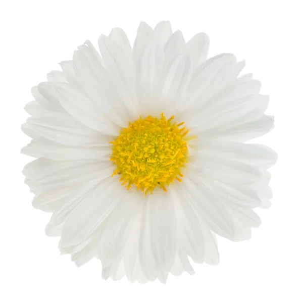 Gyönyörű daisy — Stock Fotó