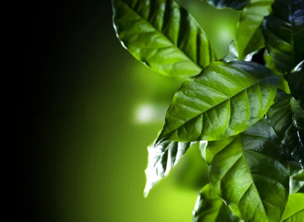 Gröna leaves.coffee arabica plantera isolerade på svart — Stockfoto