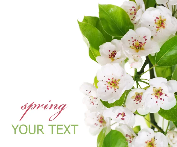 Våren päron blossom gränsen isolerad på vit — Stockfoto