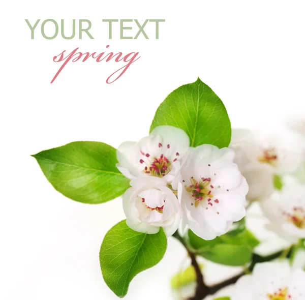 Bahar çiçekleri beyaz izole — Stok fotoğraf