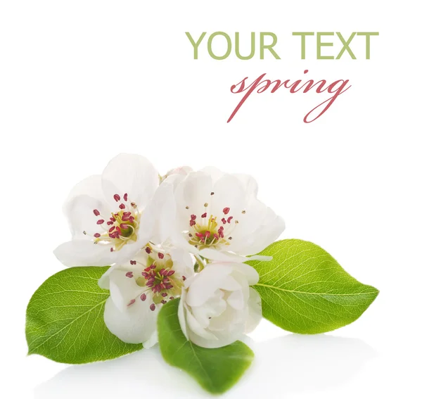Flores de primavera isoladas em branco — Fotografia de Stock