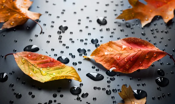 Autumn Concept — Stock Photo, Image