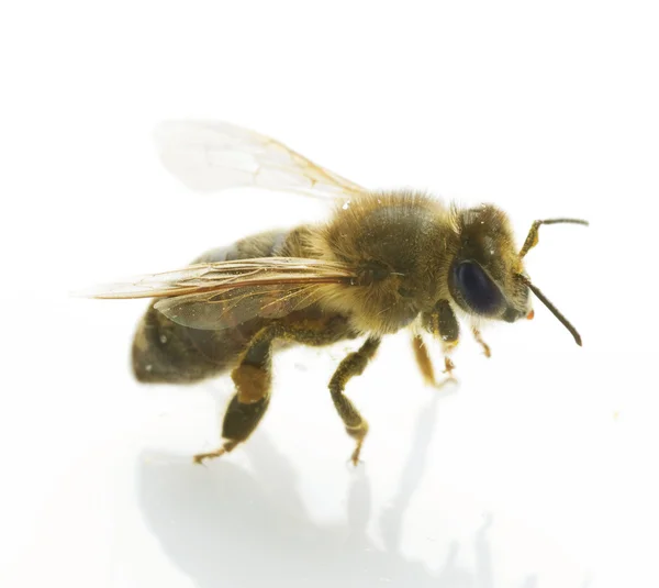 Honingbij geïsoleerd op wit — Stockfoto