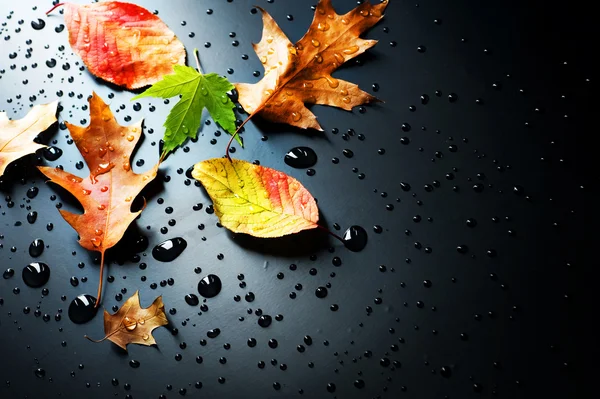 Färgglada löv över svart — Stockfoto