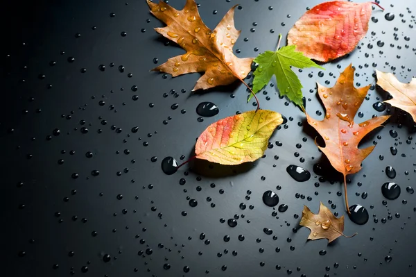 秋の概念 — ストック写真