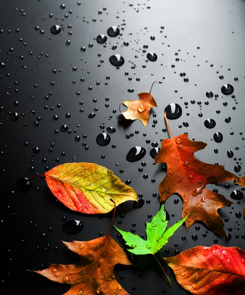 Colorful Leaves Over Black — Stock Photo, Image