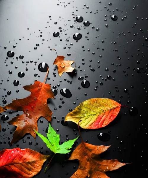 Wet Bright Autumn Leaves — Stock Photo, Image
