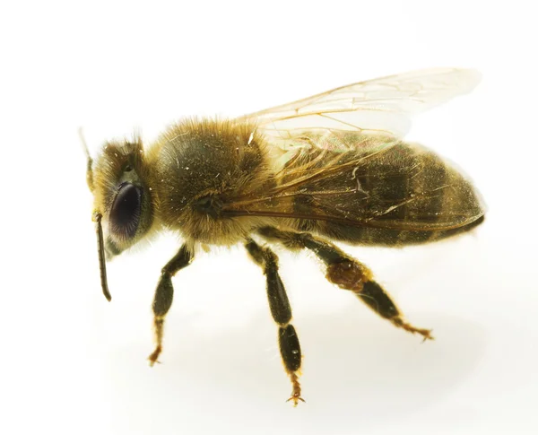 Primer plano de la abeja. Aislado en blanco — Foto de Stock