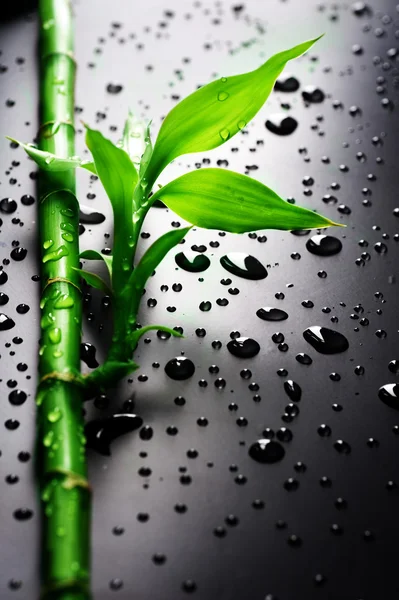 Siyah üzerine taze bambu — Stok fotoğraf