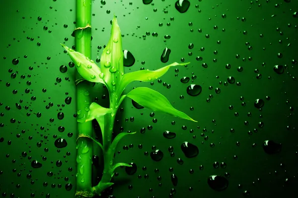 Зеленый бамбук — стоковое фото