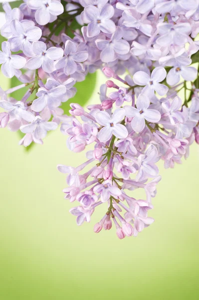美丽的紫丁香花在绿色背景 — 图库照片