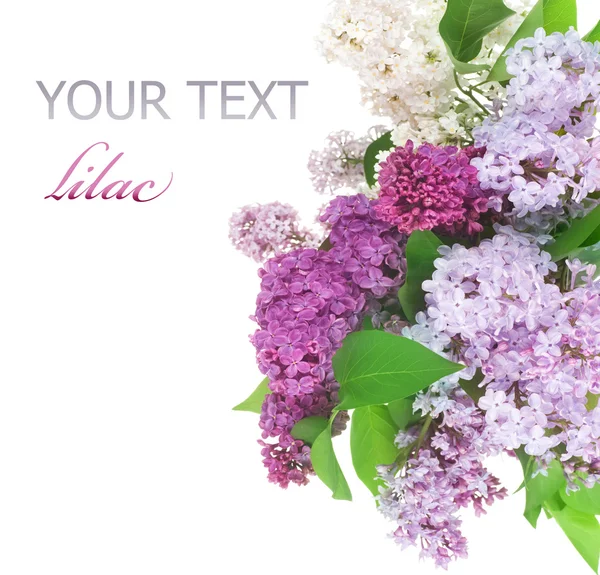 Beautiful Lilac Flowers Border — Stock Photo, Image