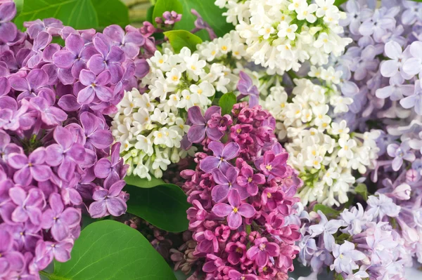 Hermosas flores lila fondo — Foto de Stock