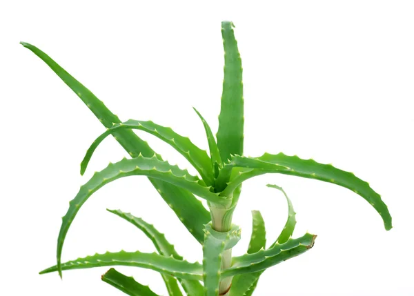 Aloe vera πάνω από λευκό — Φωτογραφία Αρχείου