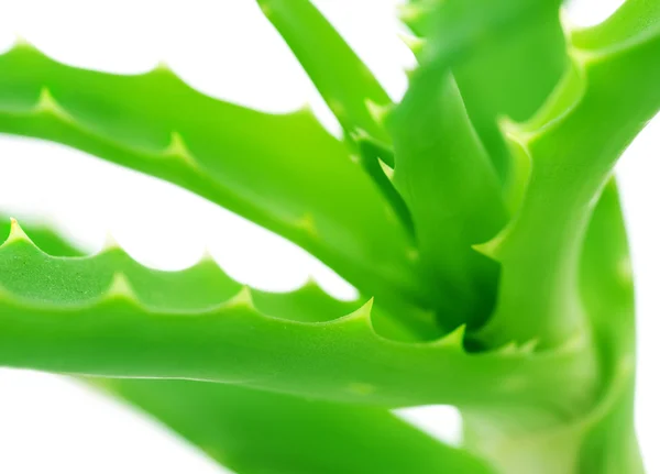Aloe vera close-up — Fotografia de Stock