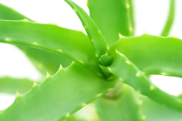 Aloe vera close-up — Fotografia de Stock