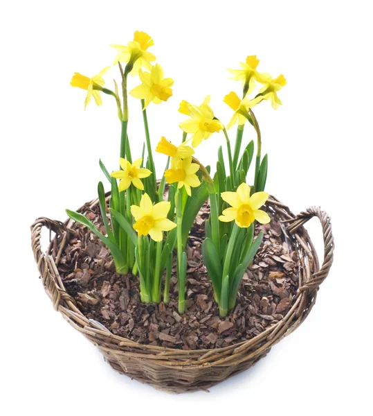 Narcisos creciendo en una cesta — Foto de Stock