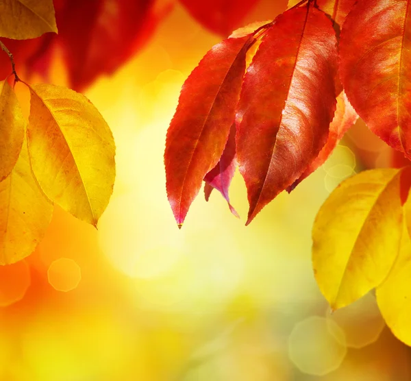 Fall.autumn 叶子 — 图库照片
