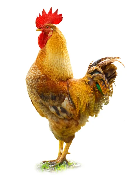 Beautiful Rooster — Stock Photo, Image