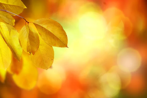 Herbst.Herbst — Stockfoto