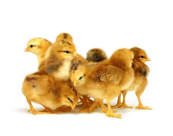 Schattig pasgeboren kippen geïsoleerd — Stockfoto