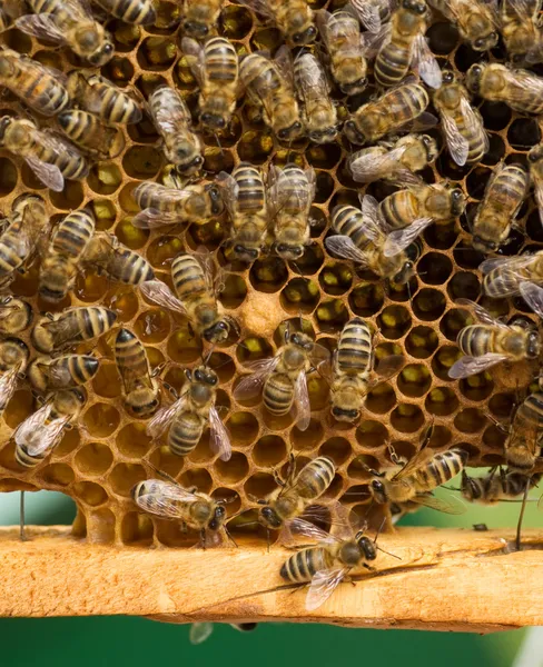 Arbetande bina på honungskakor — Stockfoto