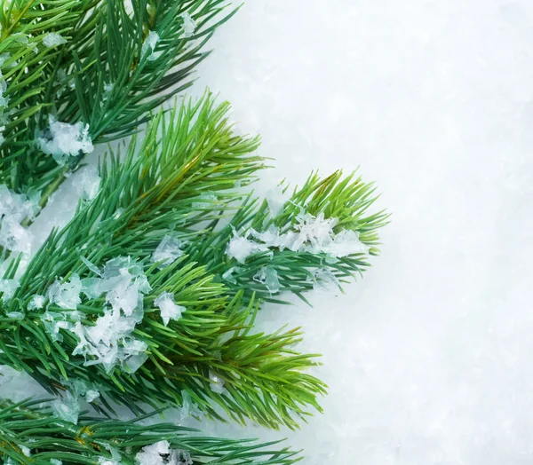 Vánoční strom jedle nad sníh. zimní pozadí — Stock fotografie