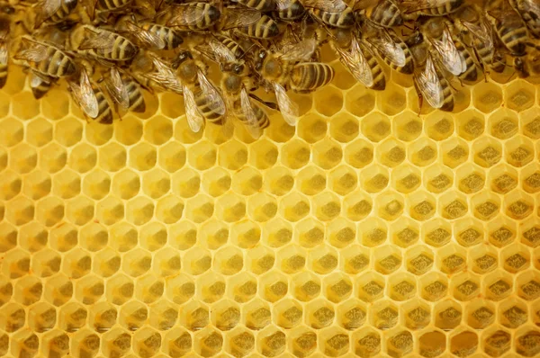 Honing bijen grens — Stockfoto