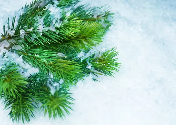Vánoční strom nad sníh. zimní pozadí — Stock fotografie