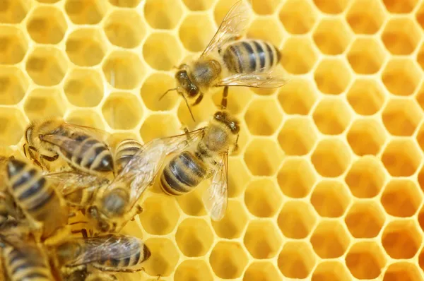 Abelhas operárias em favo de mel — Fotografia de Stock