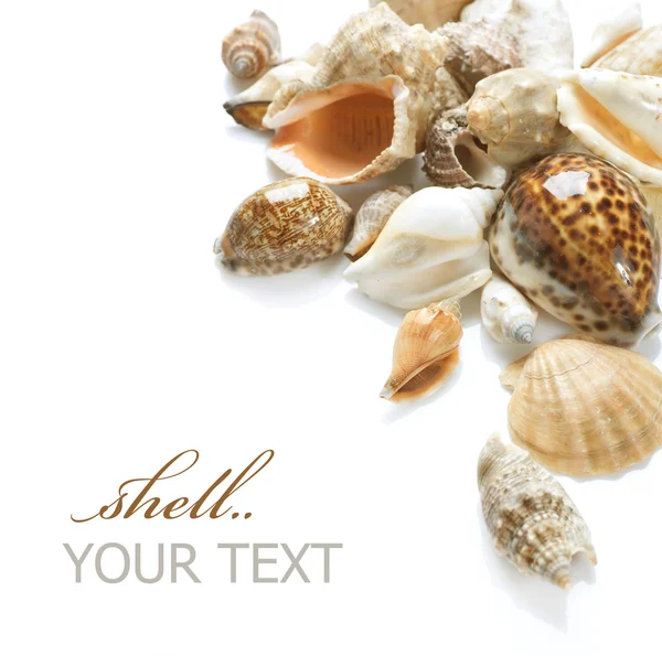 Fronteira dos Seashells — Fotografia de Stock