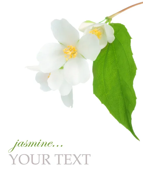 Hermosa Jasmine — Foto de Stock