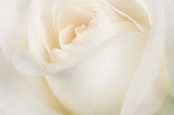 Krásné jemné růže — Stock fotografie