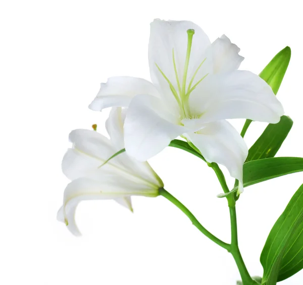 Schöne weiße Lilie isoliert — Stockfoto