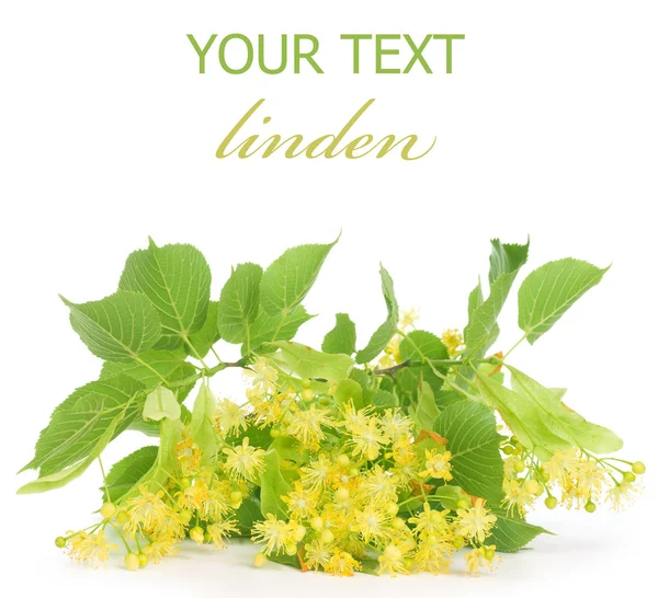 Linden Tree Flores Frontera —  Fotos de Stock