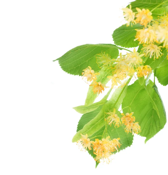Linden tree blommor gränsen — Stockfoto
