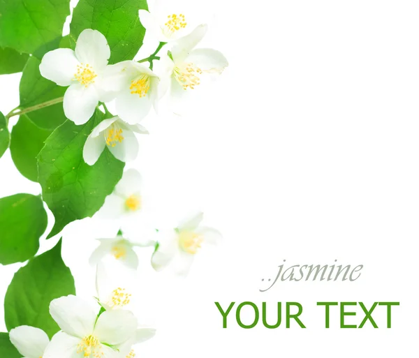 Jasmin över vita在白色的茉莉花 — 图库照片